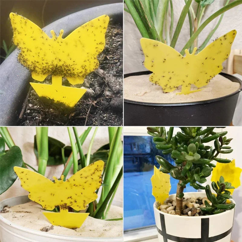 Klisterfälla för Insekter (20-pack)