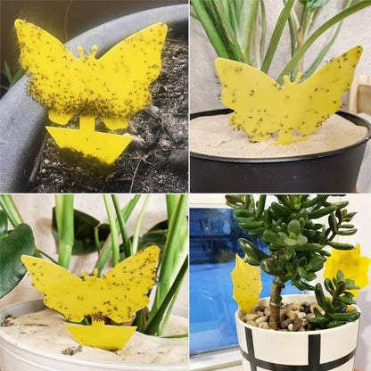 Klisterfälla för Insekter (20-pack)